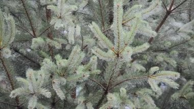 Firavun ağacı ve yağmur. Yağmur yağışı