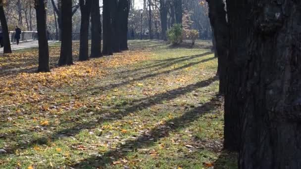 Parque Otoño Disparos Otoño Octubre — Vídeo de stock