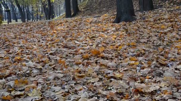 Feuilles d'automne dans le parc. Tournage à l'automne, octobre .
