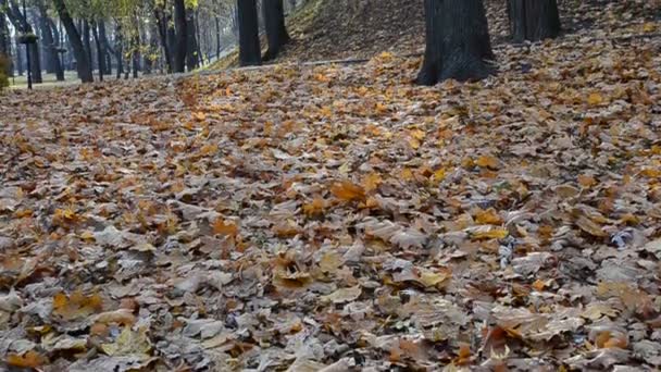 Parkta Sonbahar Yaprakları Sonbaharda Ekim Çekimler — Stok video