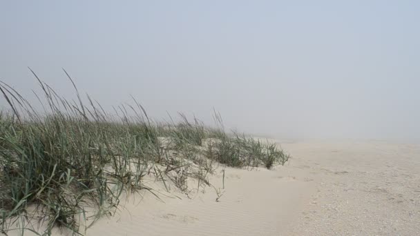 La plage dans le brouillard et les dunes. Tournage sur la plage .