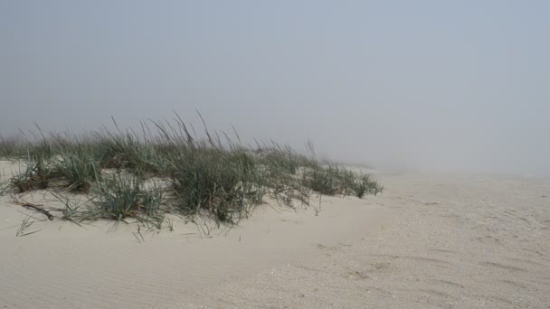 霧と砂丘のビーチ 浜辺での銃撃戦 — ストック動画