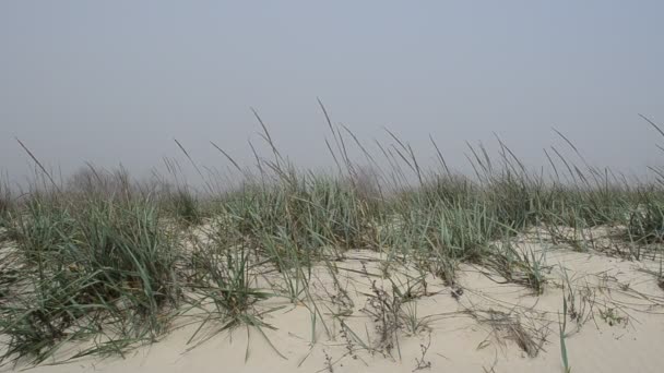 Spiaggia Nella Nebbia Nelle Dune Girare Sulla Spiaggia — Video Stock