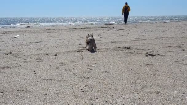 约克郡的小狗在海滩上 春天的枪战 — 图库视频影像
