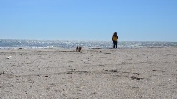 Yorkshire Terrier Sulla Spiaggia Riprese Primavera — Video Stock