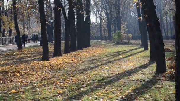 Осінній Парк Зйомки Восени Жовтень — стокове відео