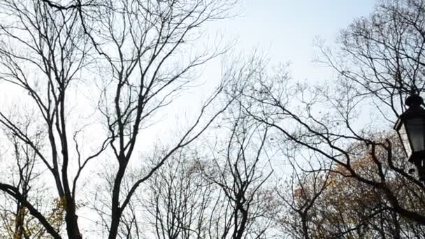 Trees Leaves Sky Shooting Fall October — Stock Video