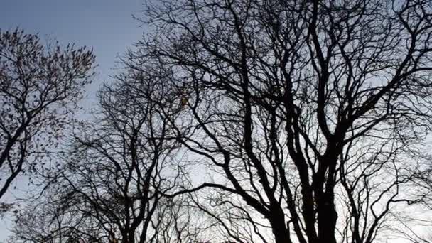Árvores Sem Folhas Contra Céu Tiroteio Outono Outubro — Vídeo de Stock