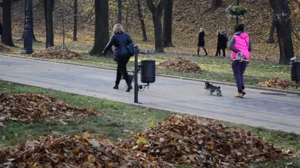 Parkta Insanlar Köpek Gezdiriyorlar Yorkshire Teriyeri — Stok video
