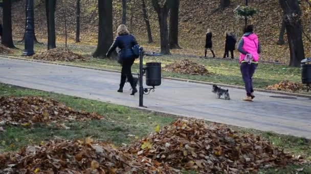 Persone Nel Parco Spasso Dei Cani Yorkshire Terrier — Video Stock