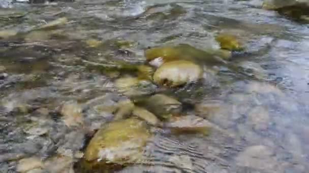 Río Montaña Piedras Agua — Vídeos de Stock