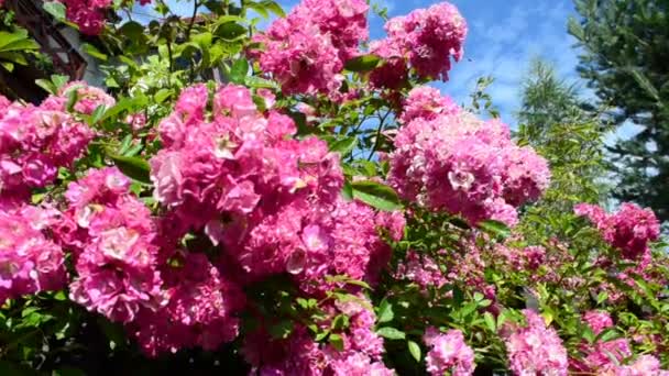 Růže Plotě Fotografování Létě Květiny — Stock video