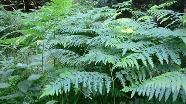 Fougère dans le bois. Tournage en été 