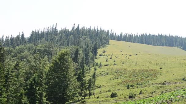 Magnífico Paisaje Montaña Cima Montaña Madera — Vídeo de stock