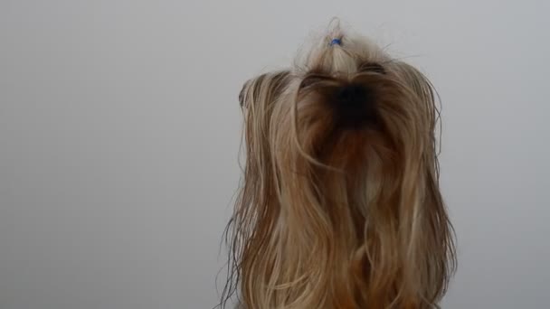 Yorkshire Terrier Sur Fond Blanc Chien Tir Chien — Video