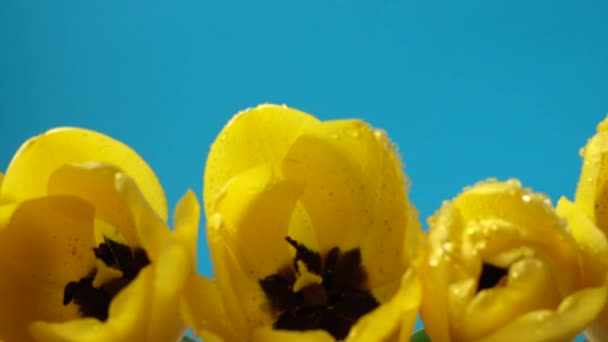 Sparatoria Tulipani Vicino — Video Stock