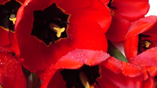 Съемка Тюльпанов Вблизи — стоковое видео