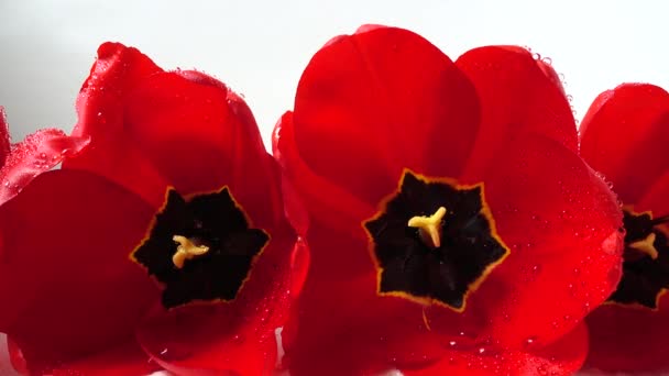 Shooting Tulips Close — Stock Video