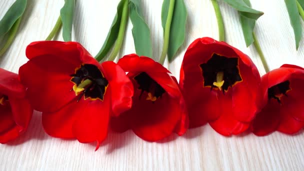 Kręcenie Tulipanów Bliska — Wideo stockowe
