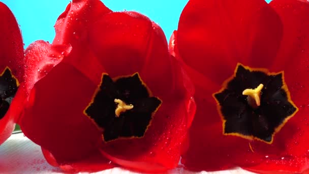 Lövöldözés Tulipánok Közelről — Stock videók