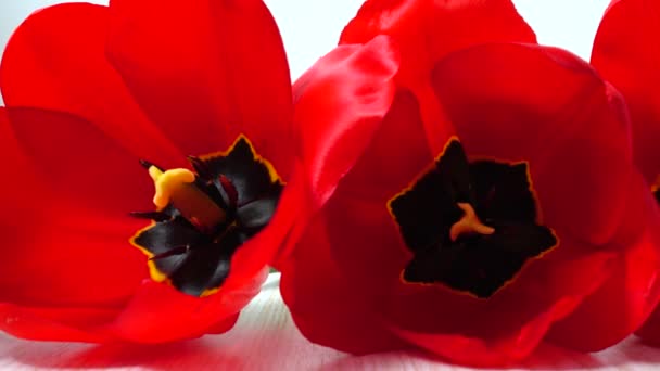 Schieten Van Tulpen Close — Stockvideo