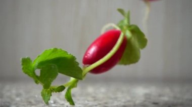 Bir turp meyvesinin düşüşü. Yavaş çekim.