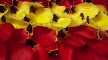 Lale yapraklarının arka planı.