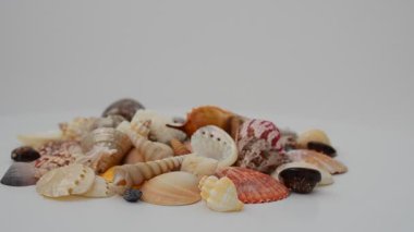 Deniz kabukları beyaza izole edilmiş. Harekette çekim..