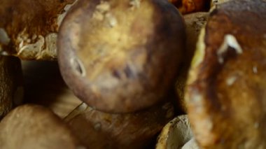 Boletus Edulis ve Cantharellus. Mantarlar. Orman mantarı avlamak.