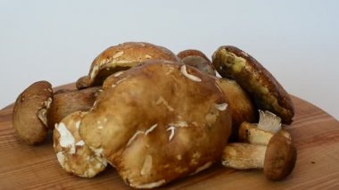 Boletus Edulis. Mantarlar. Orman mantarı avlamak.