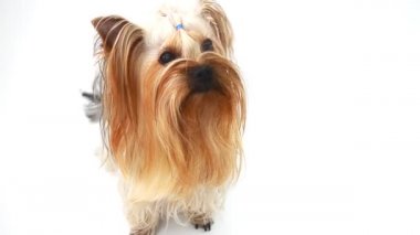 Beyaz arka planda Yorkshire Teriyeri, bir köpek. Bir köpeği vurmak..