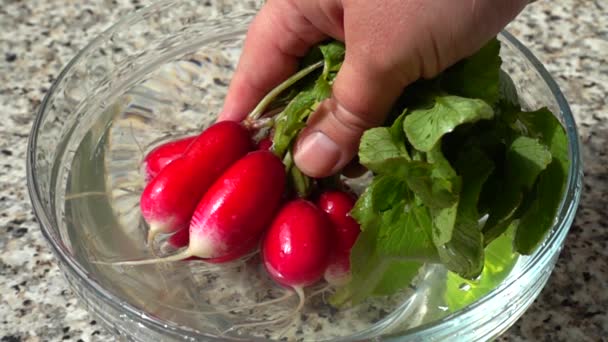 Cozinheiro Recebe Frutos Rabanete Água Movimento Lento — Vídeo de Stock