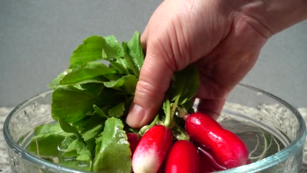 Cozinheiro Recebe Frutos Rabanete Água Movimento Lento — Vídeo de Stock