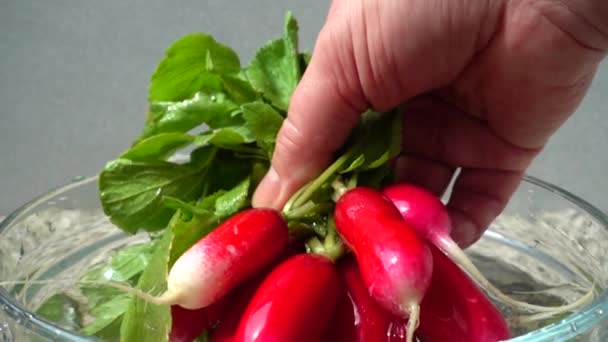 Cuisinier Obtient Des Fruits Radis Eau Mouvement Lent — Video