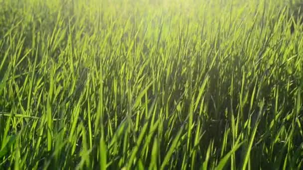 落日的余晖中的草丛 — 图库视频影像