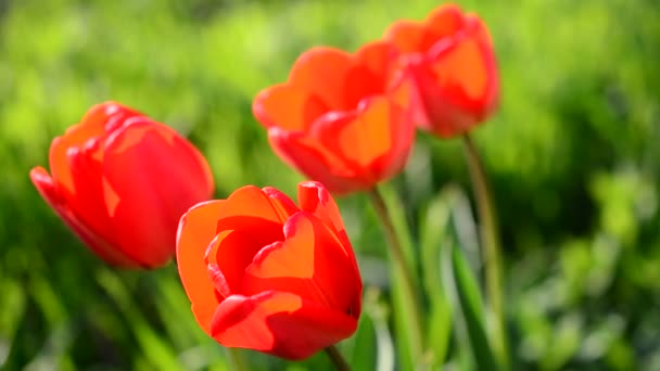 Тюльпани Навесні — стокове відео