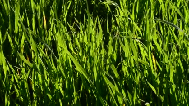Трава Лучах Закатного Солнца — стоковое видео