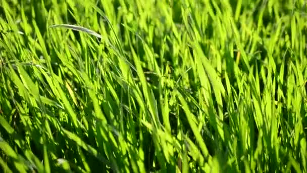 Herbe dans les rayons du soleil couchant .