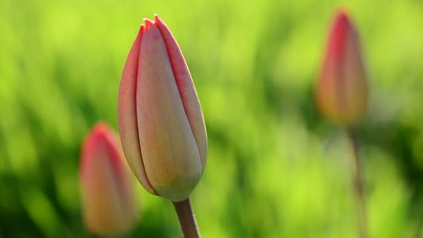 Tulipani Primavera — Video Stock