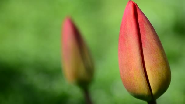 Tulipany Wiosną — Wideo stockowe