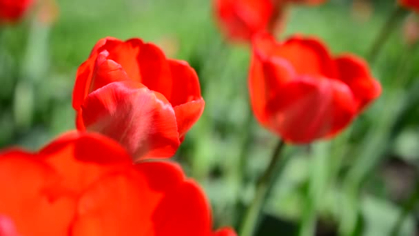 Tulpen Het Voorjaar — Stockvideo