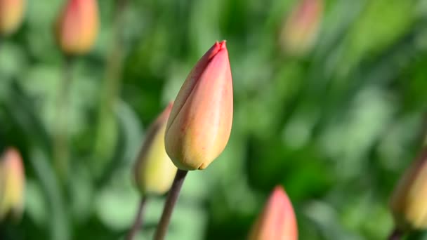 tulipes au printemps.