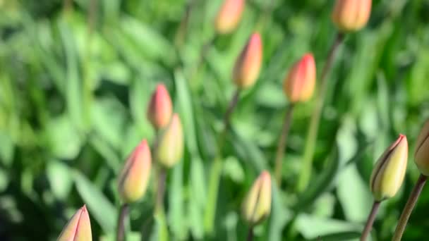 Tulpaner Våren — Stockvideo