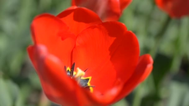 Tulipanes Primavera — Vídeo de stock