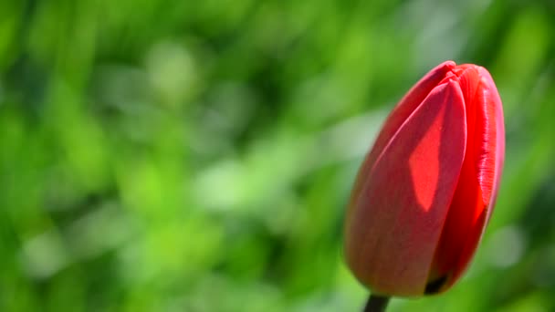 Tulipanes Primavera — Vídeo de stock