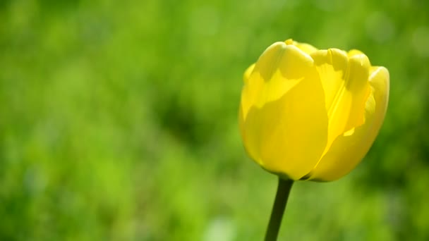 Tulpen Frühling — Stockvideo