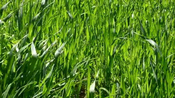 Herbe dans les rayons du soleil couchant .