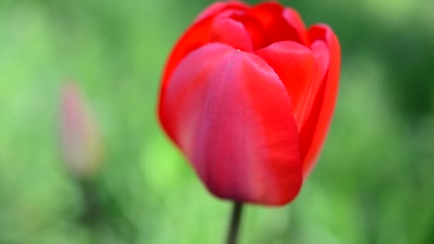 Tulpen Het Voorjaar — Stockvideo