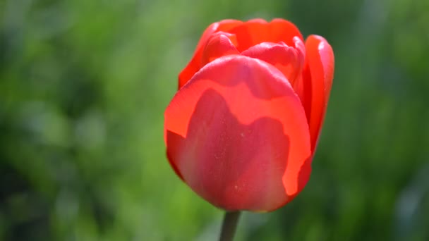 tulipes au printemps.