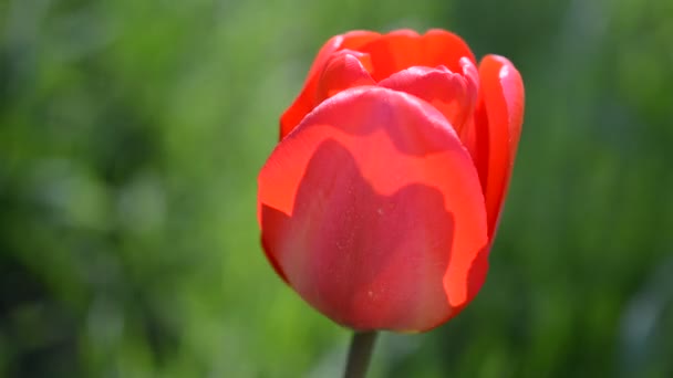 Tulpen Frühling — Stockvideo